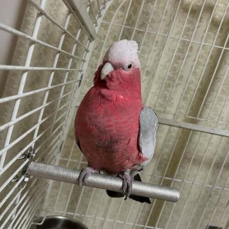 Adorable 4-Month-Old Galah Cockatoo for Sale