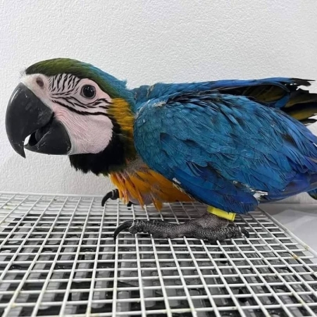 Baby Blue and Yellow Macaws for Sale – 5 Months Old, Beautiful, and Friendly