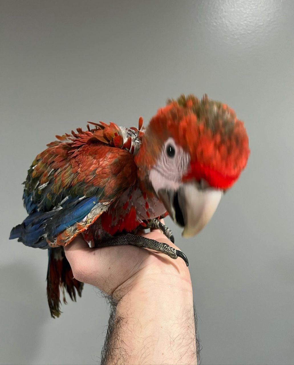 Baby Scarlet Macaw