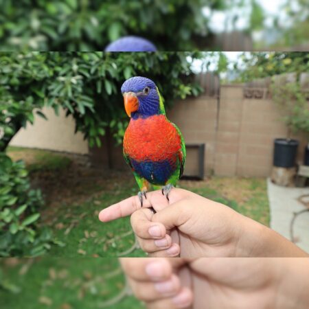 Rainbow Lorikeets For Sale – The Best 6 Months Old Parakeet