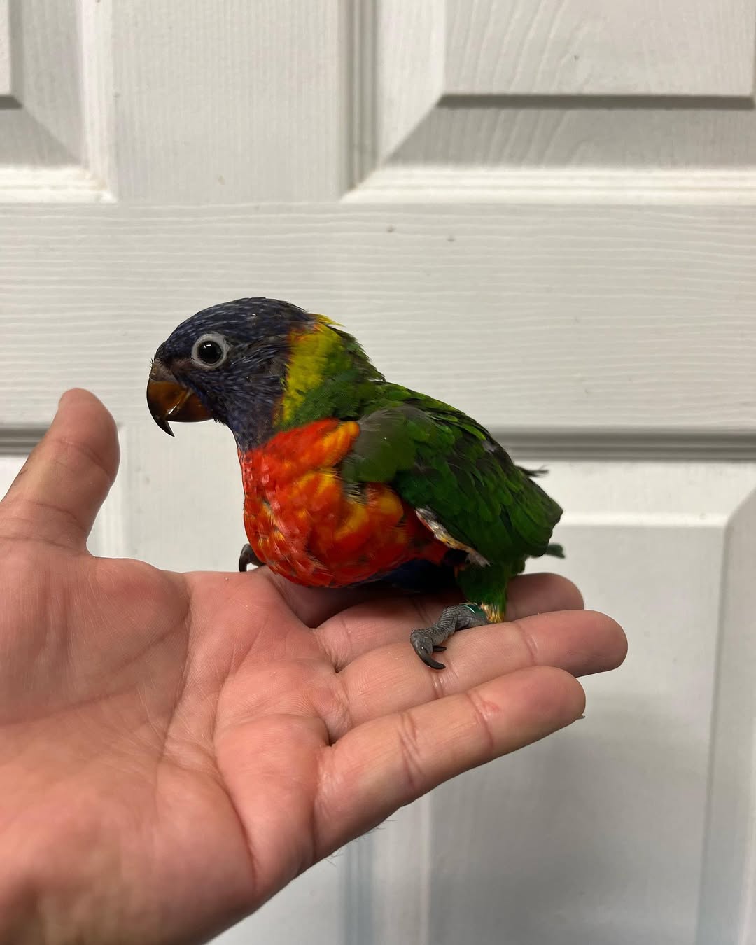 Baby Lorikeet for Sale – Adorable 2-Month-Old, Playful, and Full of Color