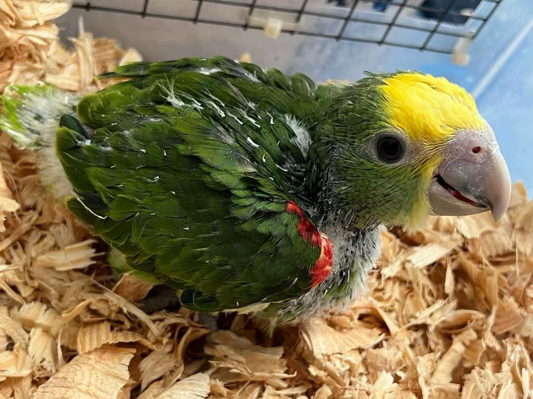 Baby Yellow Head Amazon Parrot for Sale – 3 Months Old, Bright, and Affectionate