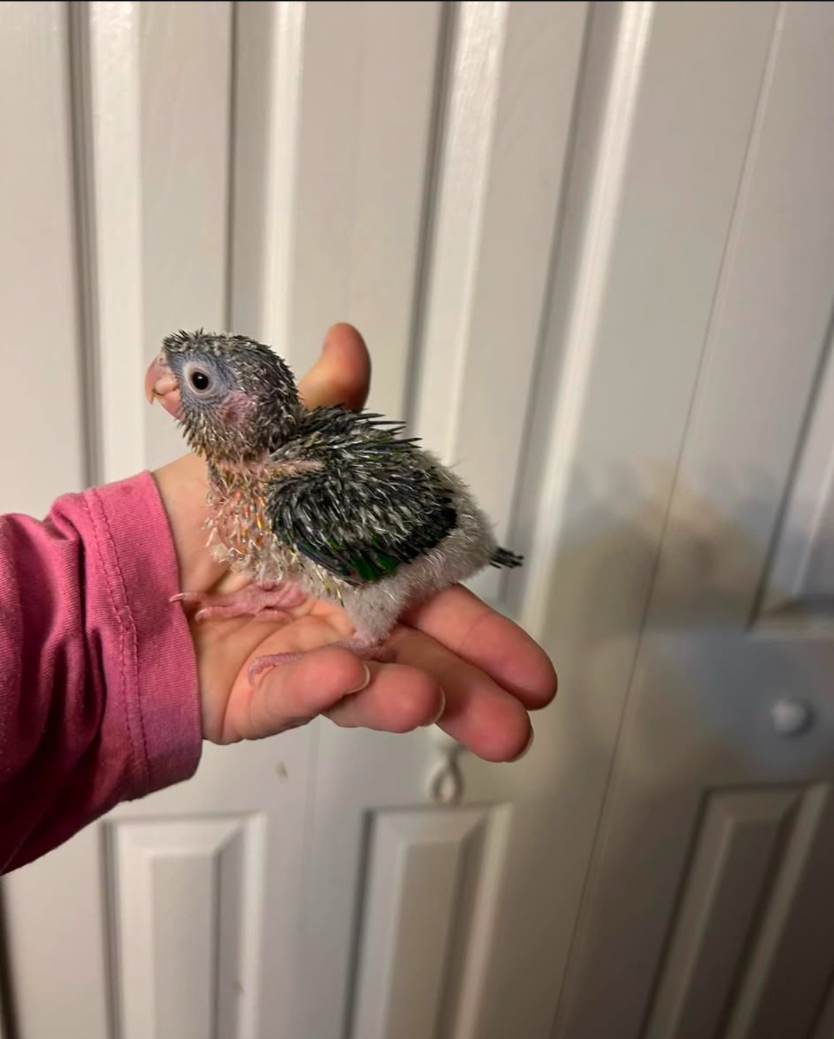 Green Cheeks Conure Babies