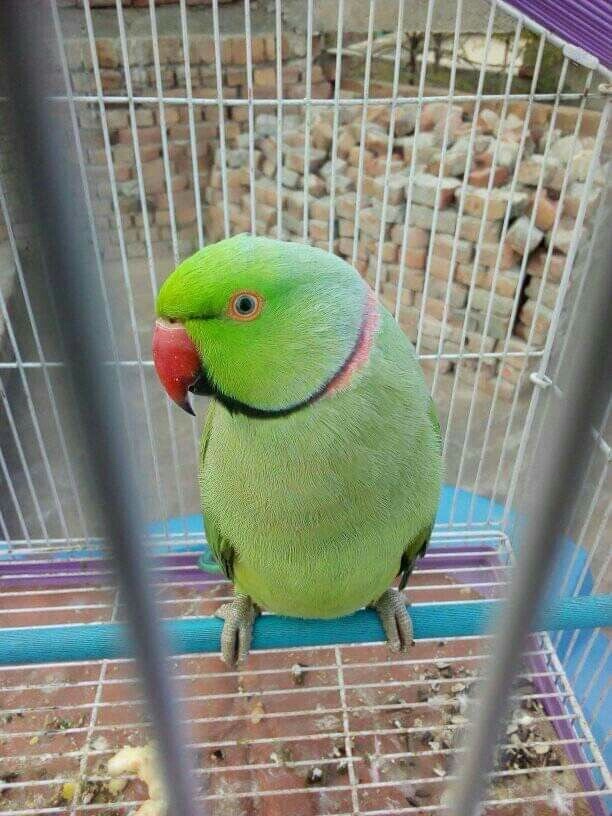 Adult Indian Ringneck