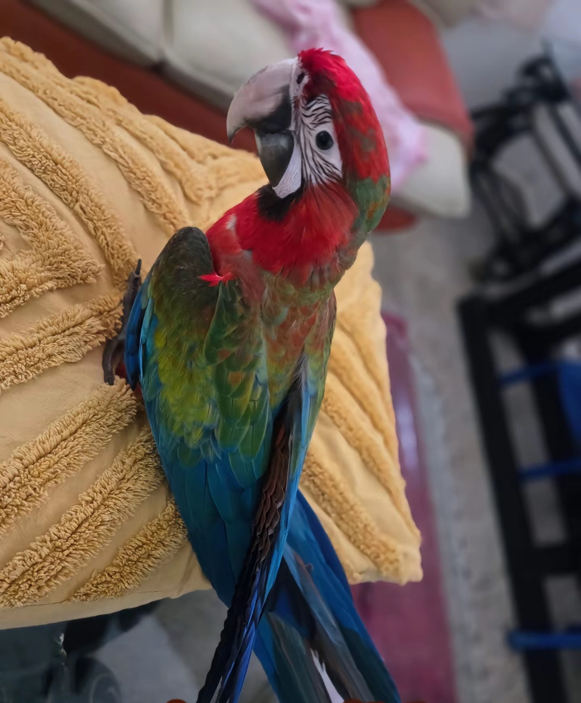 Scarlet Macaw Parrot