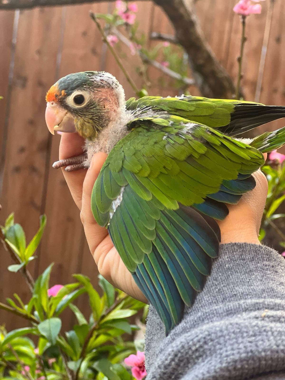 Half Moon Conure Babies for Sale – 7-Week-Old Sweet and Playful Parrots