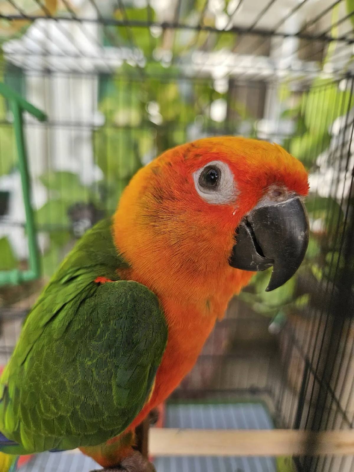 Jandaya Parakeet– Sweet 3 Months Baby , Tame, and Full of Personality