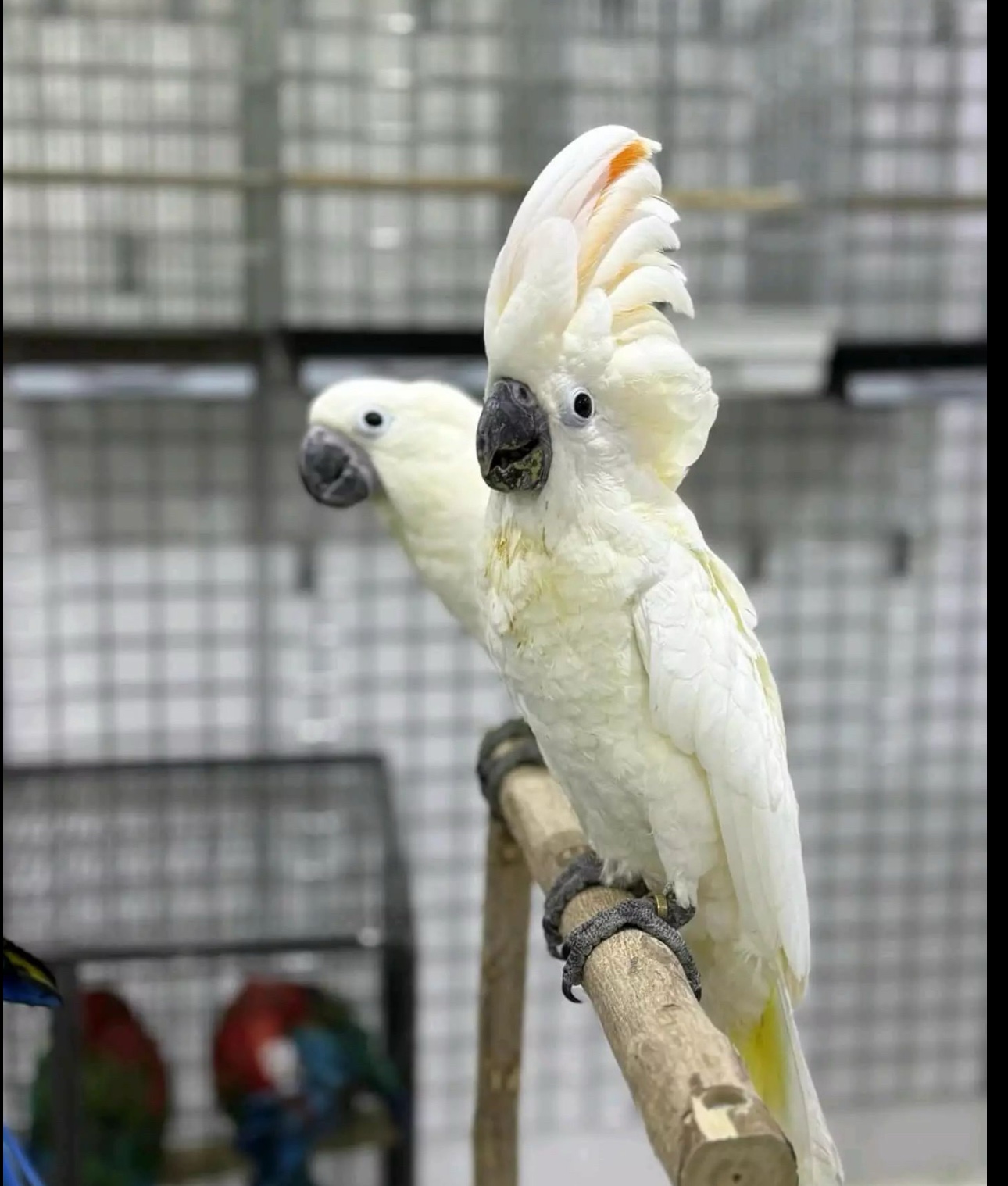 Beautiful White Cockatoo for Sale – 6 Months Old