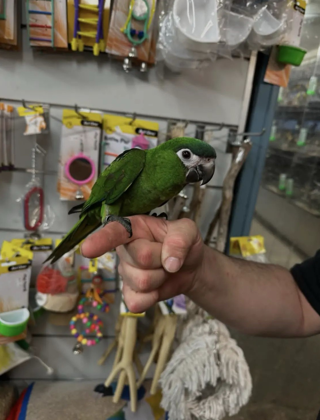 Adorable Hahns Macaw Babies For Sale
