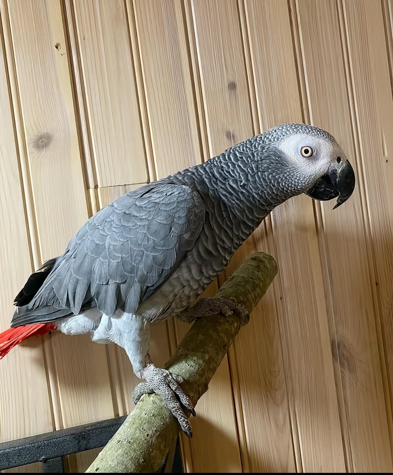 African Grey Parrot for Sale – 4-Month-Old Male -Intelligent and Ready to Bond