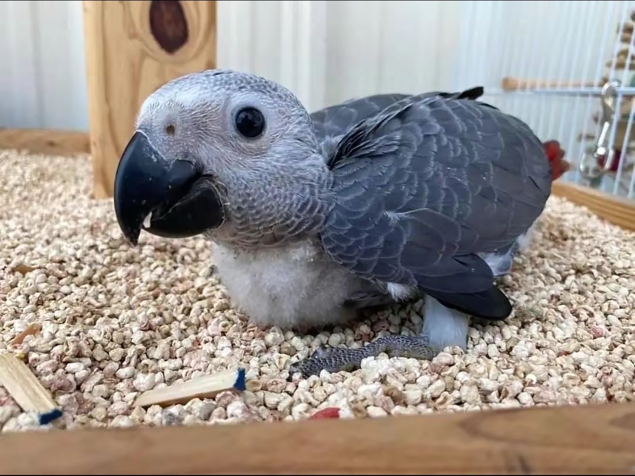 Baby African Grey Parrot for Sale – 2 Months Old, Intelligent and Ready to Bond
