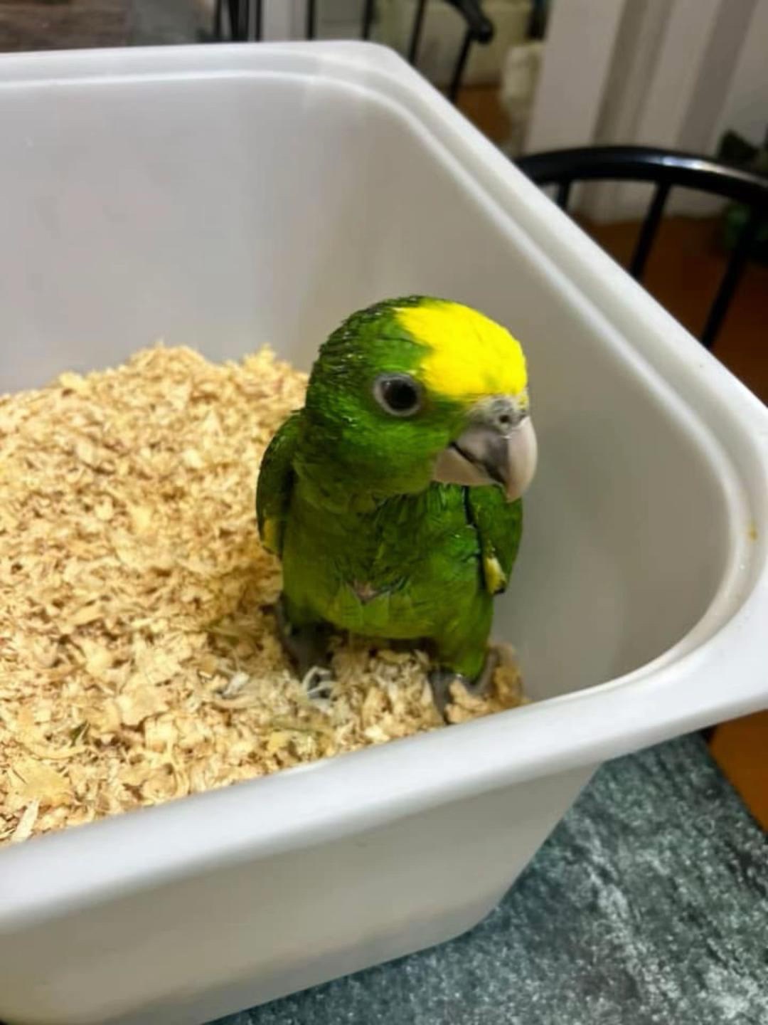 Yellow Headed Amazon parrot