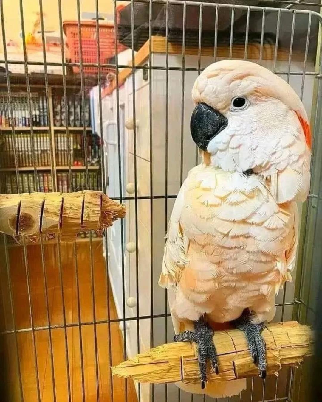 Moluccan Cockatoo