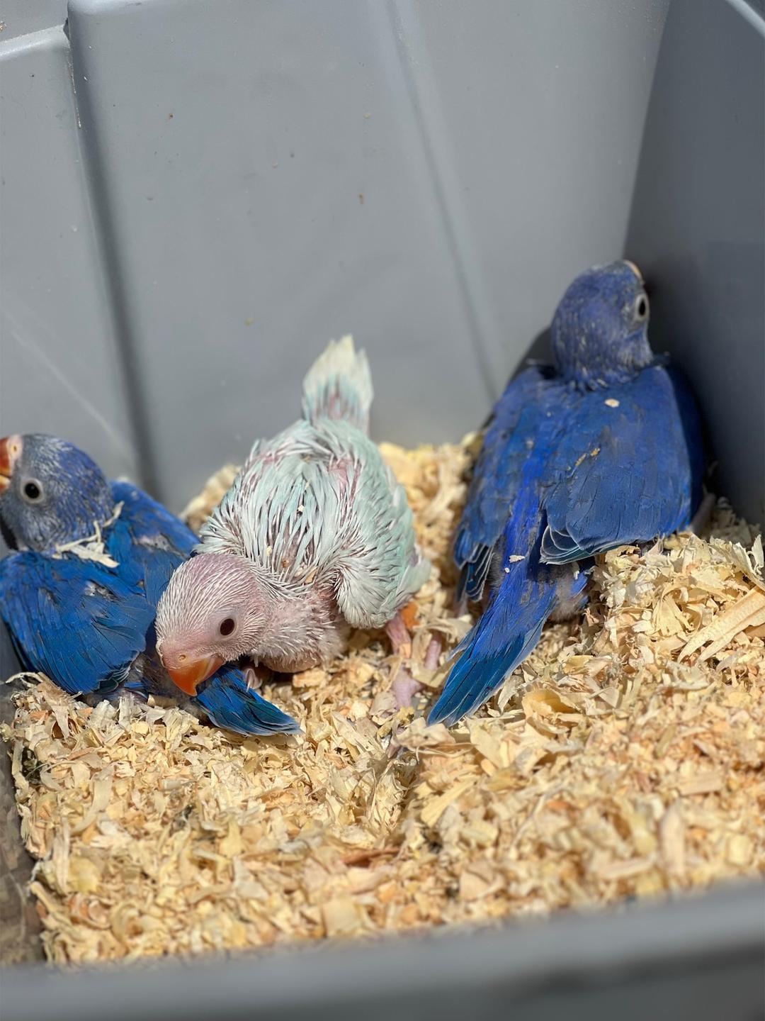 Baby Indian Ringnecks