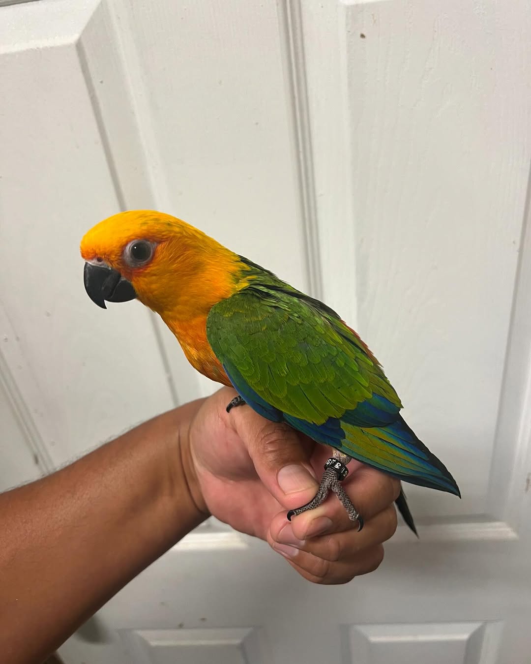 jenday-conure.jpg