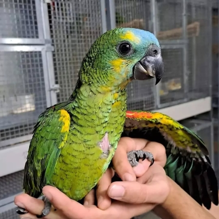 Baby Blue Fronted Amazon Parrots for Sale – 4 Months Old, Intelligent, and Charming
