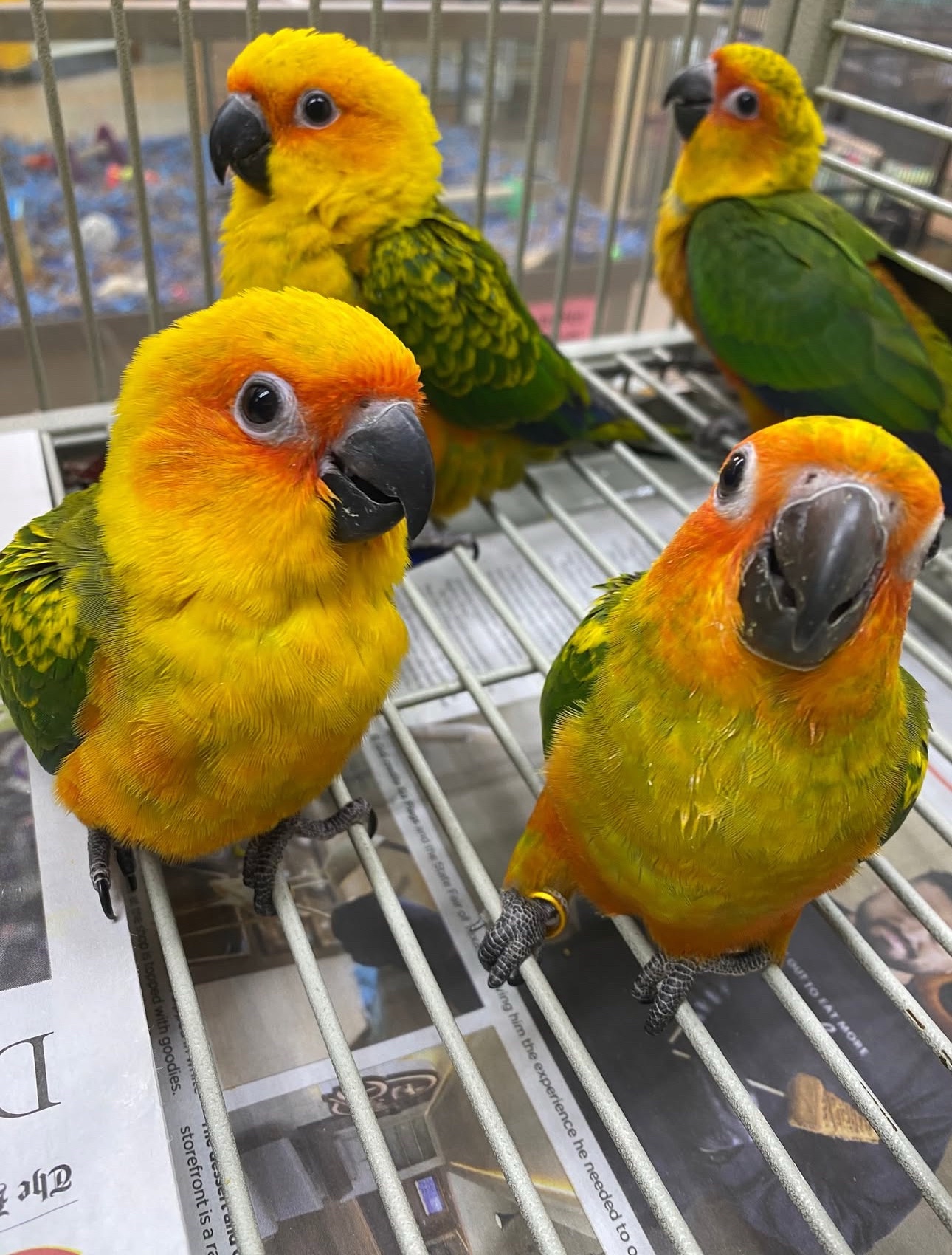 Sun Conure Babies