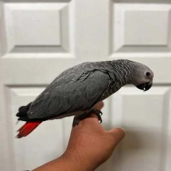 african-grey