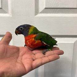 baby-lorikeet-for-sale