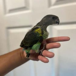 meyer-parrot-babies-price-1